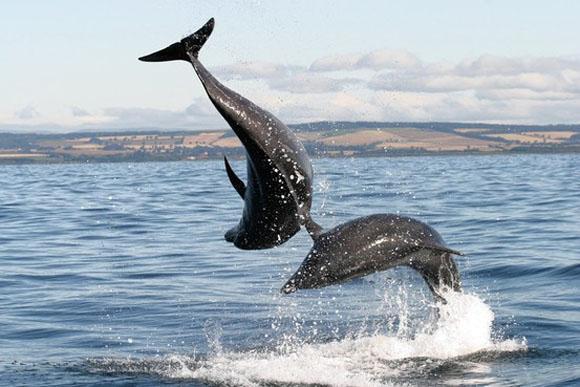 Бутылконосые дельфины, или афалины. Одна из фотографий сделанных командой исследователей из  шотландского университета Сент-Эндрюс. Vincent M. Janik/University of St. Andrews 