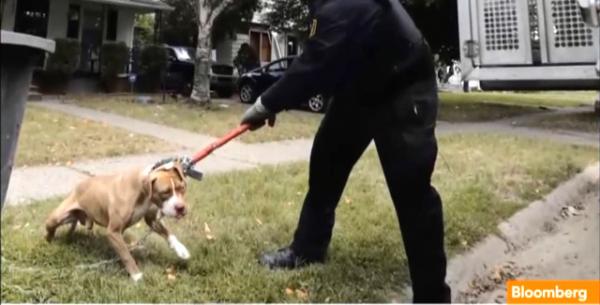 Кадр из видео канала Bloomberg. Полицейский из отделения по контролю животных Детройта отлавливает бродячую собаку. Photo Courtesy: Bloomberg/ Seagull Publ.
