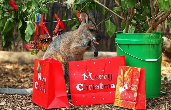 С рождеством в Австралии поздравляют даже кенгуру.