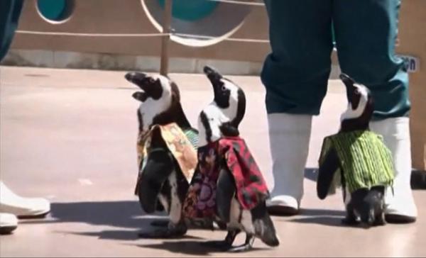Марш наряженных в африканскую одежду пингвинов в развлекательном парке японского города Йокогама. Кадры видео Associated Press.