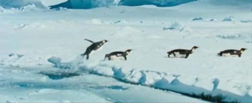 Недавние наблюдения за пингвинами показали, что лед жизненно необходим им для эффективной подводной охоты. На снимке: момент выныривания императоского пингвина из воды на лед в фильме «Марш пингвинов».  Photo Courtesy: © 2005 Warner Home Video