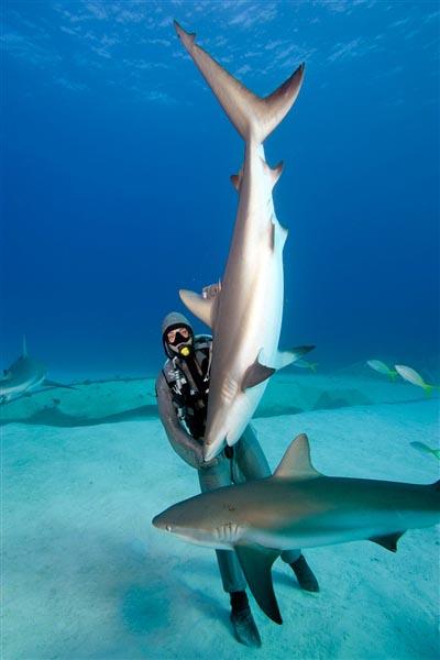 Багамский подводный инструктор Кристина Зенато с усыпленной акулой. Photo by Matthew Meier / Caters News