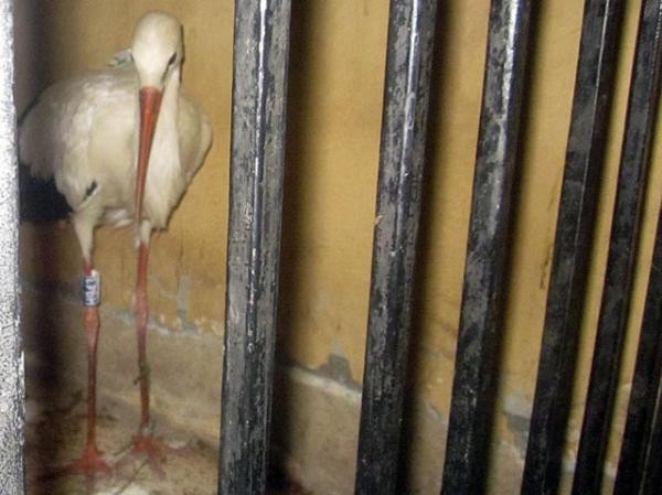 Заключенный под стражу египетскими властями перелетный аист