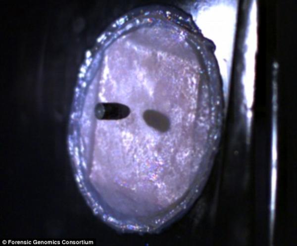 Пуля на подлете к биомишени в эксперименте Джалилы Эссейди.  Photo: Forensic Genomics Consortium