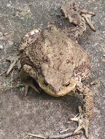 364px-Bufo_bufo-walking-Iric2006.jpg