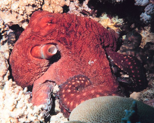 600px-Octopus_macropus_-_The_Coral_Kingdom_Collection.jpg