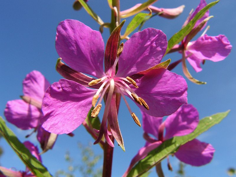 800px-Chamerion_angustifolium20090812_107.jpg