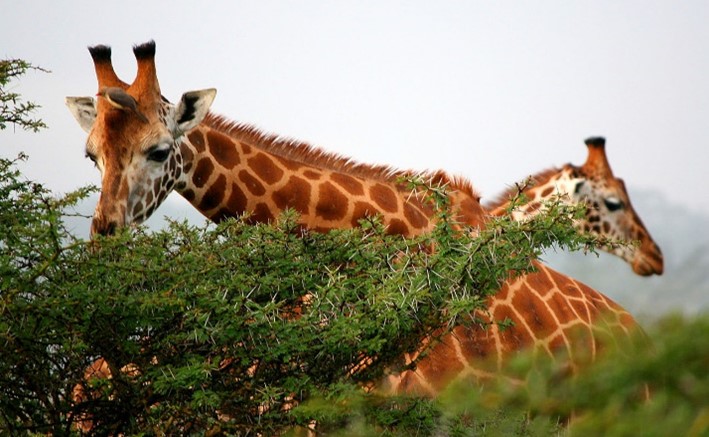 Blagodarya_rostu_zhirafam_dostupny_verhnie_yarusy_akacii.jpg