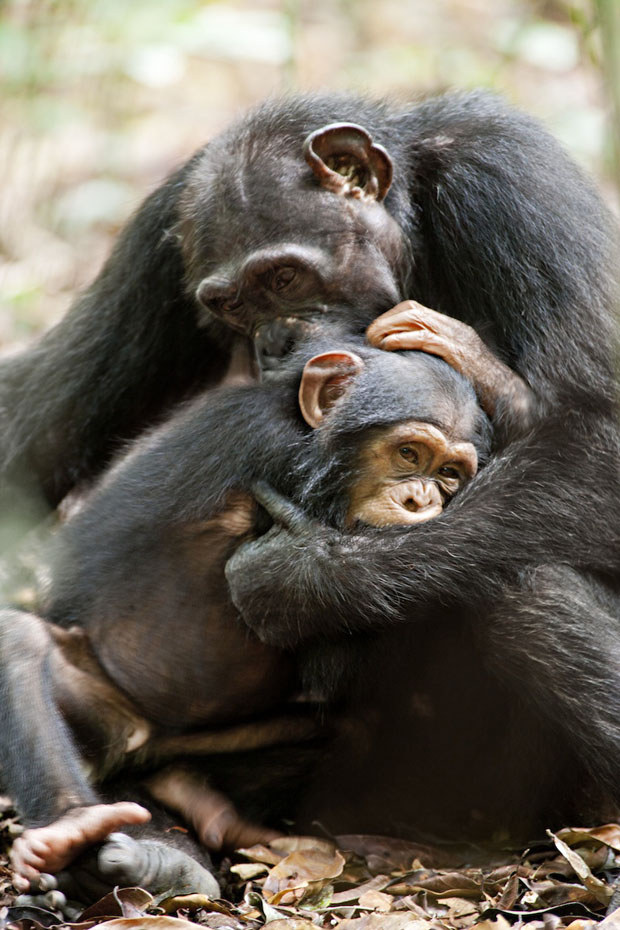Chimpanzee_w.jpg