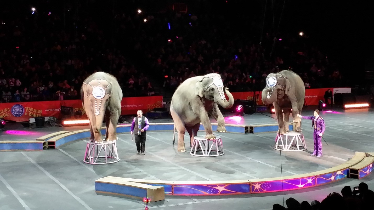 Fotografiya_sdelannaya_mnoyu_v_Nyu-Yorke_na_predstavlenii_poslednem_pered_zakrytiem_cirka_Ringling_Brothers_Barnum_and_Bailey.jpg