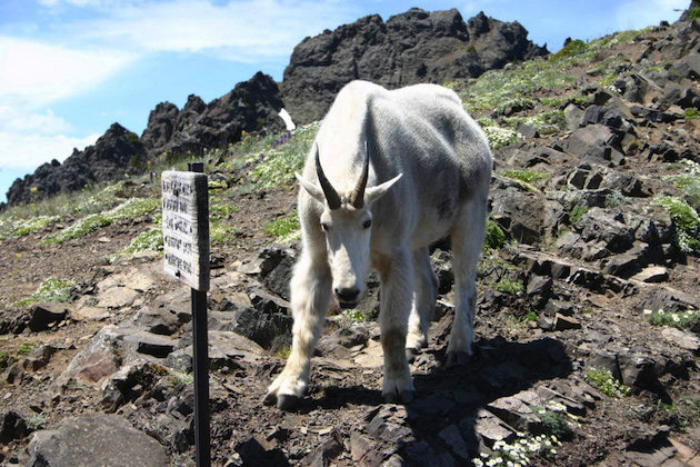 Goat w.jpg