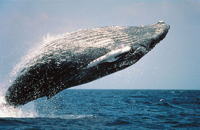 HumpbackWhaleBreaching w.jpg