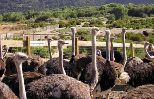 Ostrich-Land.jpg