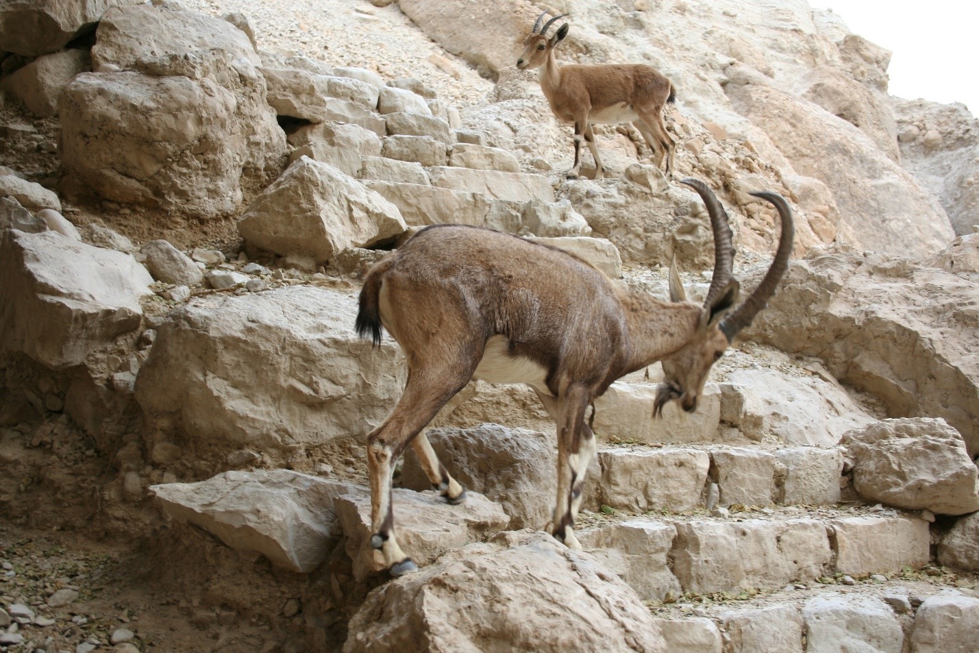 Pustynya_Negev._Chast_3-2.jpg