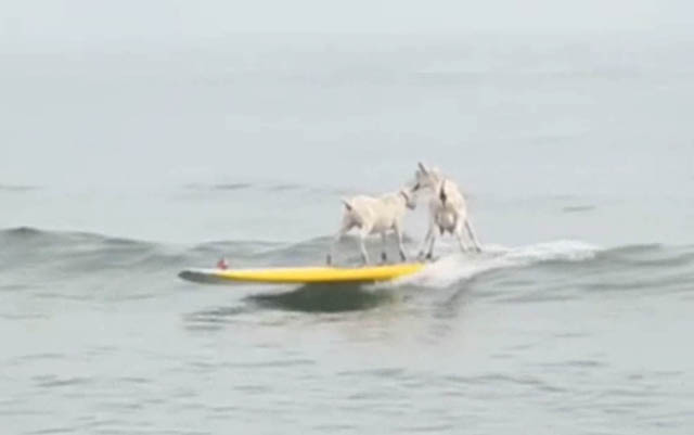 Surfing goats make waves w.jpg