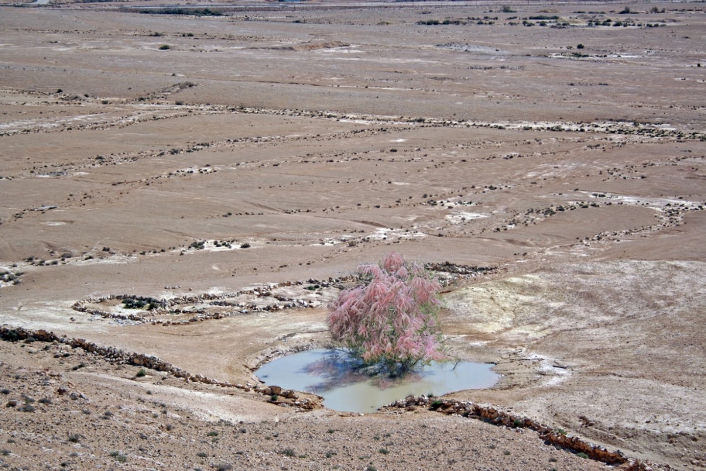 Tamarisk_v_pustyne_Negef.jpg