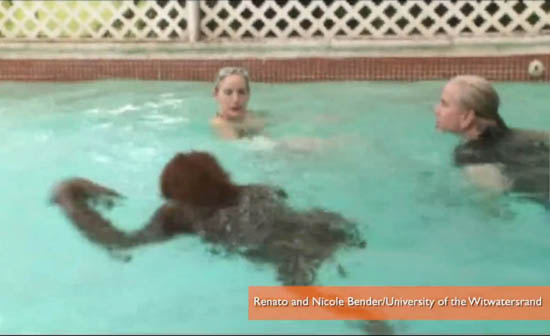 ape swimming w.jpg