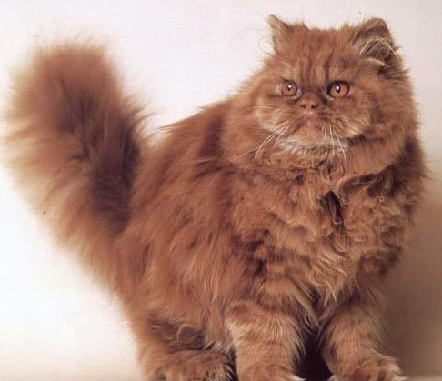 cat.jpg