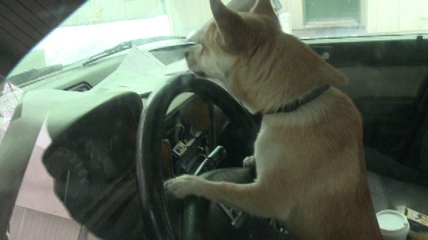 chihuahua Toby KREM.jpg