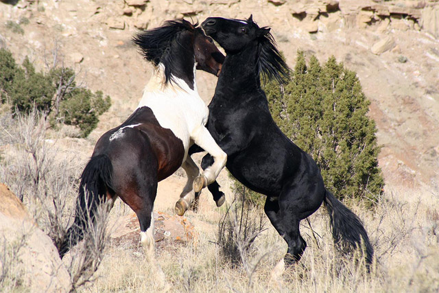 coal canyon w.jpg