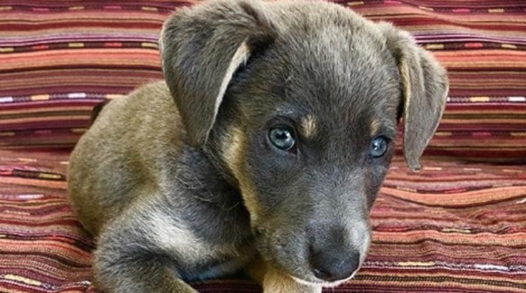 cute-puppy-768x429.jpg