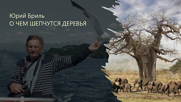 Видеозапись zoom-встречи: Юрий Бриль. О чем шепчутся деревья