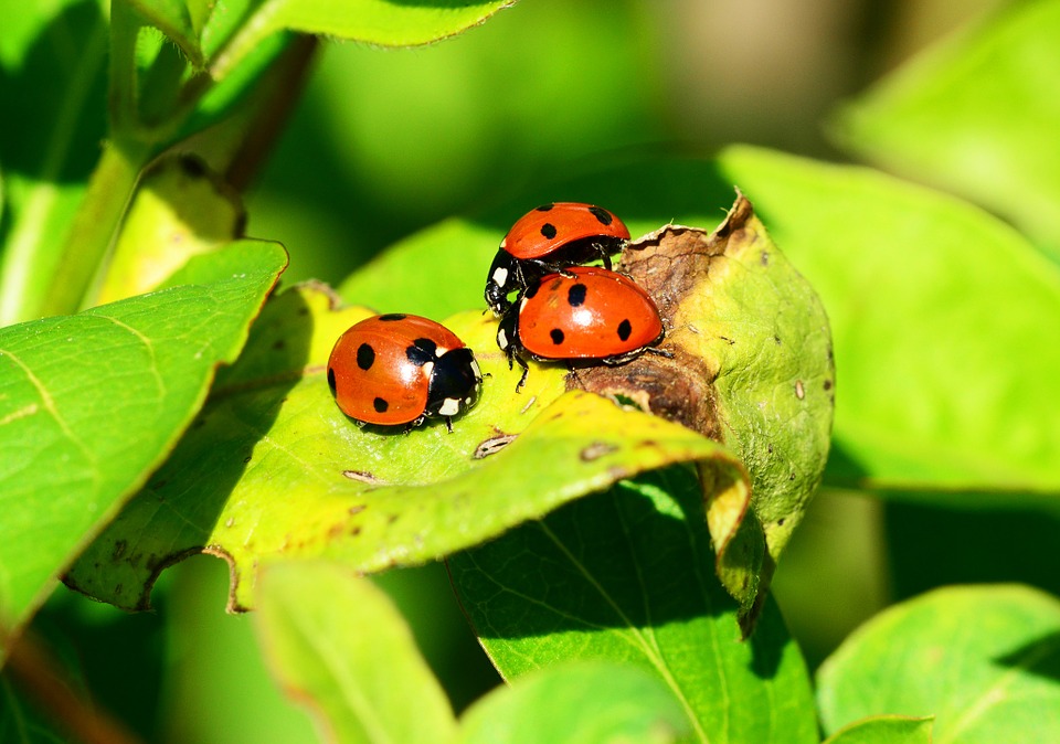 insects-326693_960_720.jpg