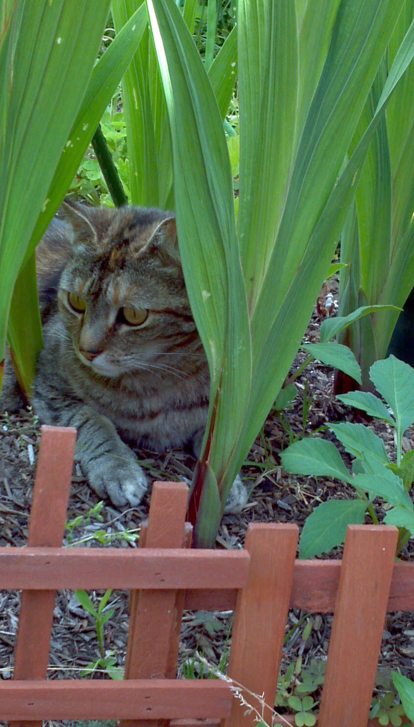 kitty-2.jpg