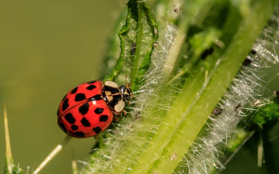 ladybug-3442106_960_720.jpg