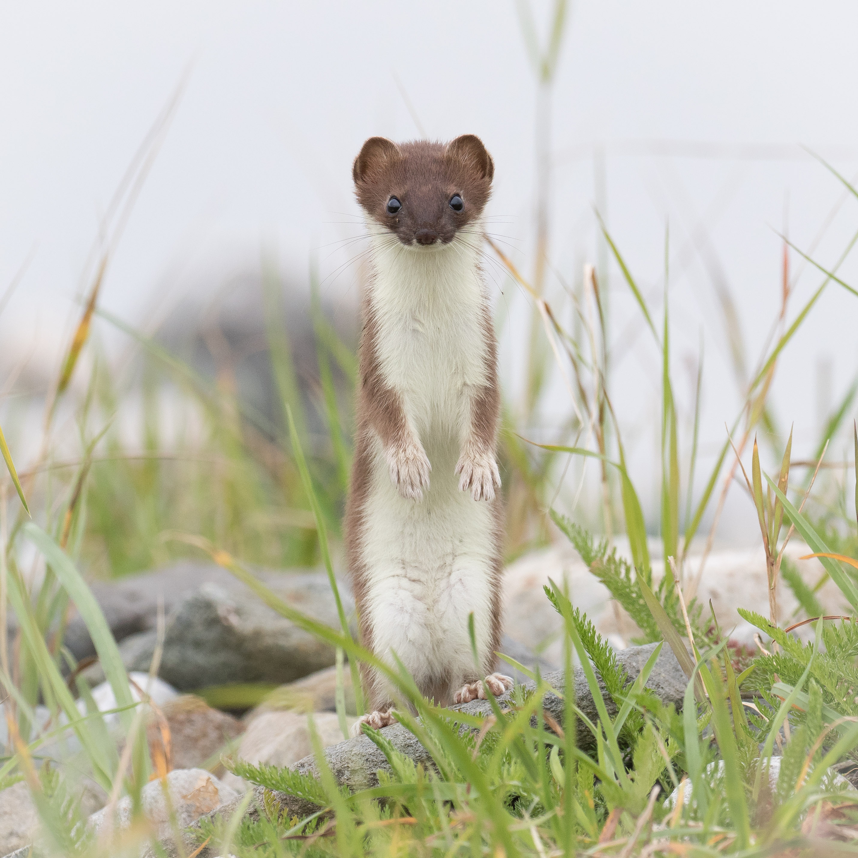 laska-lug-weasel.jpg