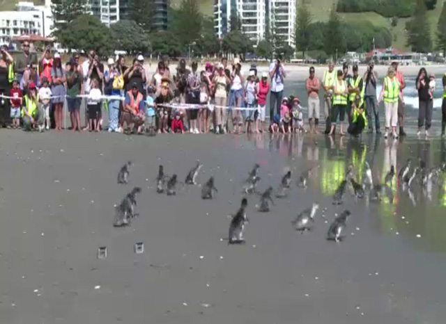 Rescued penguins w.jpg