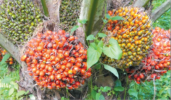 palm_oil.jpg