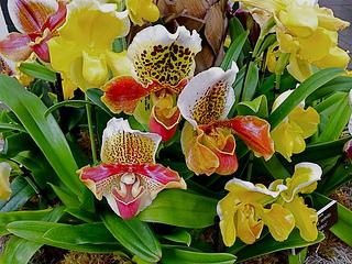 Один из экспонатов на выставке орхидей «Современный Ки-Вест» в Ботаническом саду Нью-Йорка