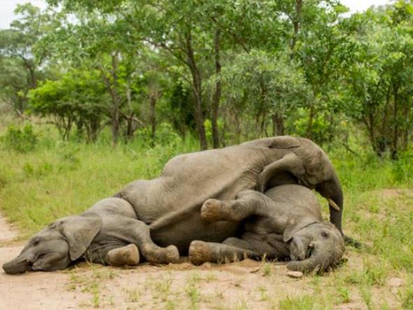 Опьяневшие после лакомства перебродившими фруктами марулы слоны играют и ведут себя, как опьяневшие люди. Фотографии сделаны в заповеднике Singita Sabi Sand в Южной Африке.