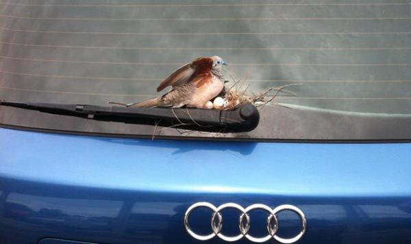 Австралийская мирная горлица устроила себе гнездо и вознамерилась высидеть птенцов на дворнике ветрового стекла Ауди... Photo Courtesy: Trevor Maltby