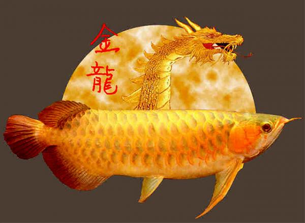 Арована: рыба-дракон, приносящая удачу
