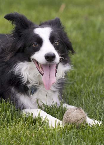 Бордер-терьер с мячом. Ученые установили, что собаки запоминают мяч не по форме, а по размеру и материалу из которого он сделан... Wikipedia