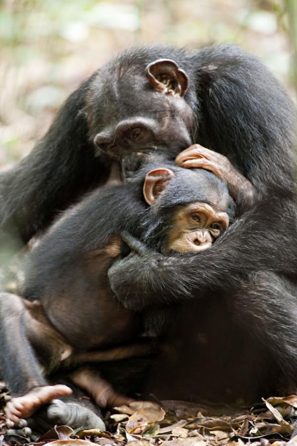 Кадр из фильма «Шимпанзе» студии «Дисней». Photo by Martyn Colbeck – © 2012 - Disney 