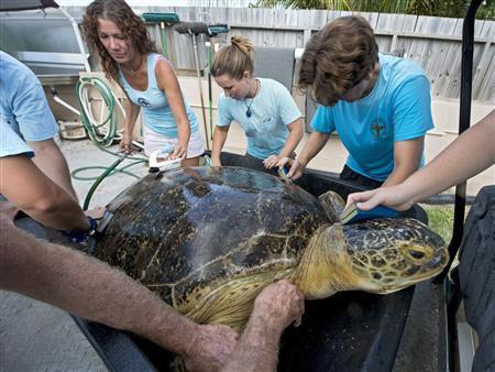 Сотрудники черепашьего госпиталя на флоридском архипелаге Кис готовят 320-фунтовую черепаху Од к переезду в Лас-Вегас. Photo Courtesy: Florida Keys Turtle Hospital 