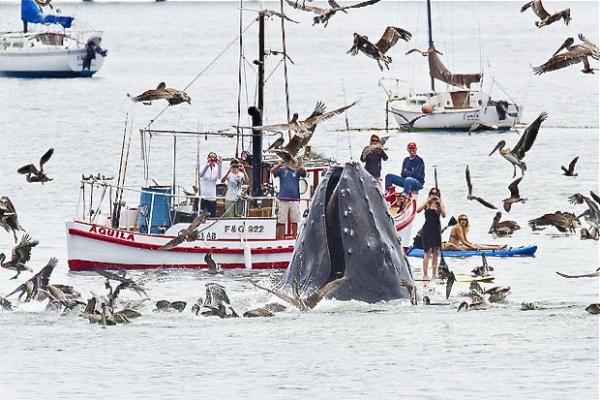 Фотография, сделанная Биллом Бутоном вблизи Сан-Луи-Обиспо в Калифорнии. Виден горбатый кит, который ищет себе пропитание среди байдарочников...