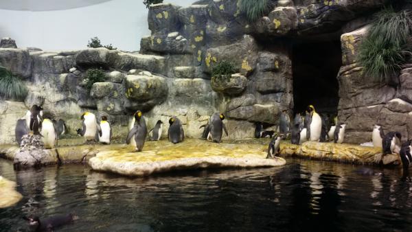 Галвистон. Пингвины в аквариуме самой большой пирамиды.