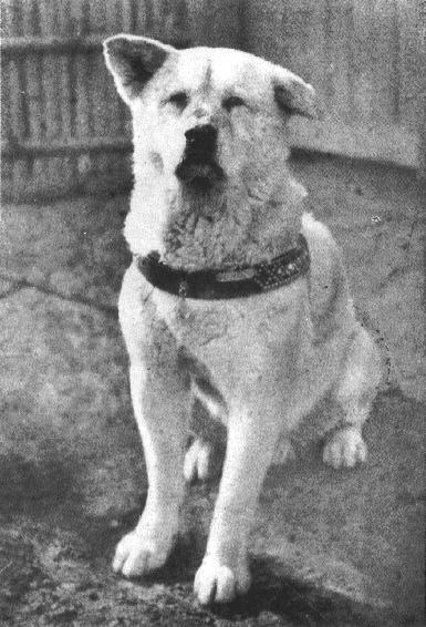 Знаменитый японский пес Хачико. После смерти хозяина он еще 10 лет приходил встречать его с поезда на железнодорожную станцию. 