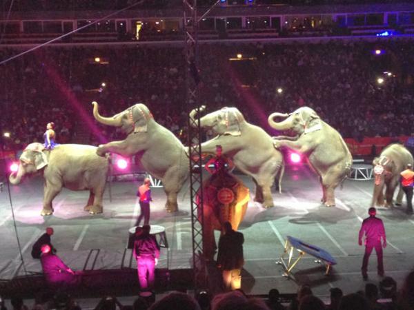 Выступление слонов в цирке Ringling Brothers and Barnum and Baily в Нью-Йорке в 2013 году. Photo courtesy: Feld Entertainment