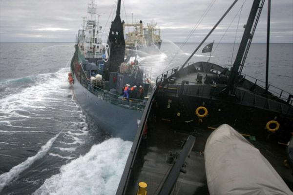 Американская группа в защиту китов  Sea Shepherd основана Полом Уотсоном. В отличие от «Гринпис» «морские пастухи» активно преследуют и нападают на китобойные суда. На этом снимке (сделанном с борта судна Paul Watson организации Sea Shepherd) как раз изображен момент атаки на японское судно. Говорят, что среди стран осуществляющих промышленный лов китов остались только Япония, Исландия и Норвегия.  Photo © Sea Shepherd