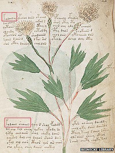 Одна из страниц рукописи Войнича. В квадратах: слово, означающее название растения, изображенного рядом.
