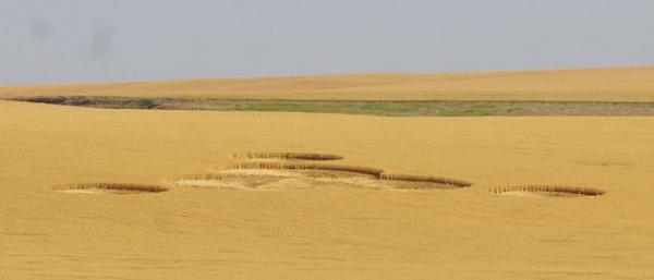 Круги на кукурузном поле Грега и Синди Гейбов около Уилбура, штат Вашингтон, впервые были замечены 24 июля 2012 года. Photo/The Wilbur Register, Courtney Ruiz