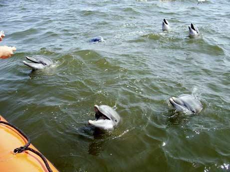 Дельфины в Мексиканском заливе. Photo Courtesy: NOAA