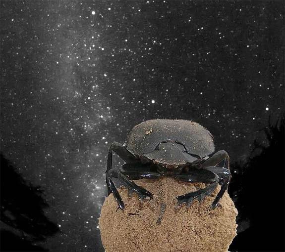 Навозный жук, оказывается, ориентируется по Млечному пути. На иллюстрации — насекомое на своей навозной горошине и на фоне этого самого Млечного пути. Photo Courtesy: National Geographic