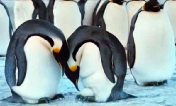Самка сносит яйцо себе на лапы (справа), передает его самцу (слева), самец высиживает яйцо, а самка отправляется за десятки миль добывать семье пропитание. Кадр из фильма «Марш пингвинов».