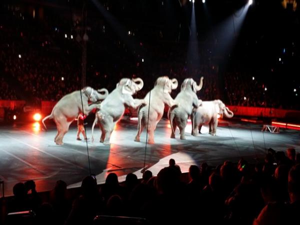 Выступление слонов в цирке Ringling Brothers and Barnum and Bailеy в Бруклине.